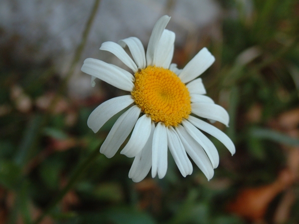 Leucanthemum vulgare / Margherita diploide